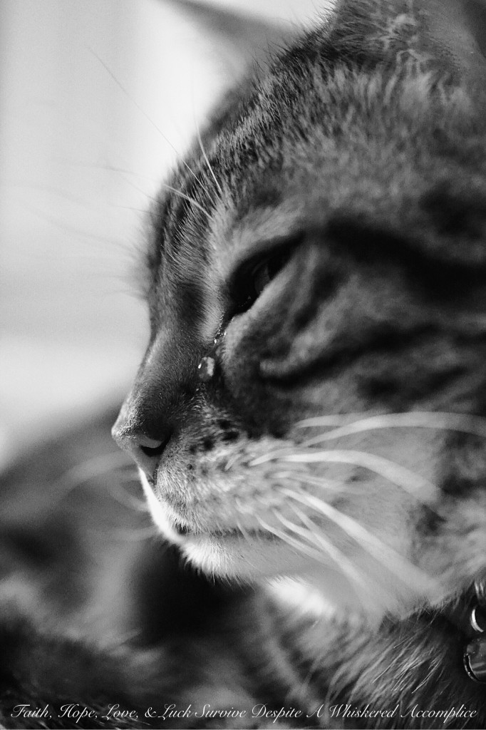You Are Not Allowed to Complain About My Cat, Even If I Do | Faith, Hope, Love, and Luck Survive Despite a Whiskered Accomplice