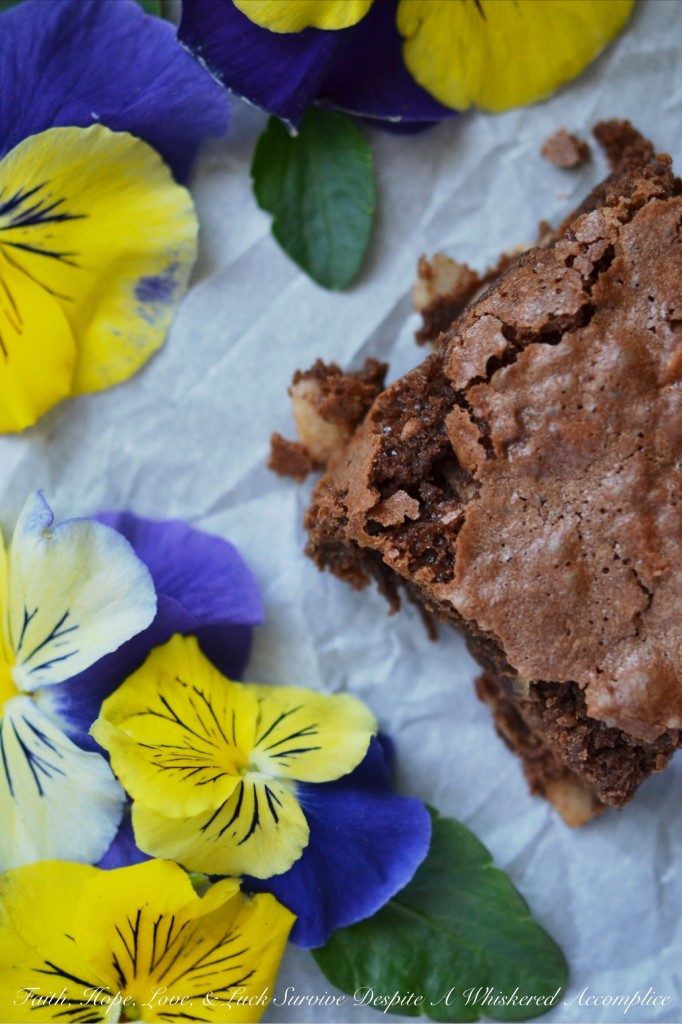 Milk Chocolate Coconut Brownies - Milk chocolate homemade brownies are a cinch to make and so much better than any chocolaty dessert treat that you can make out of a pre-packaged boxed mix. This from-scratch cakey dessert is even more special due to the addition of flaked coconut and coconut extract, which give these chocolate brownies an unmistakable tropical vibe.
