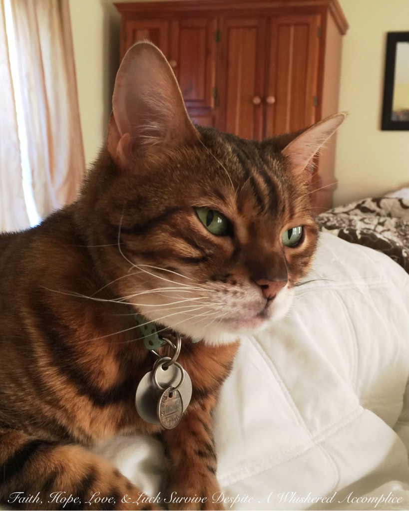 Help??? Please??? We Need a Bio! | Faith, Hope, Love, and Luck Survive Despite a Whiskered Accomplice