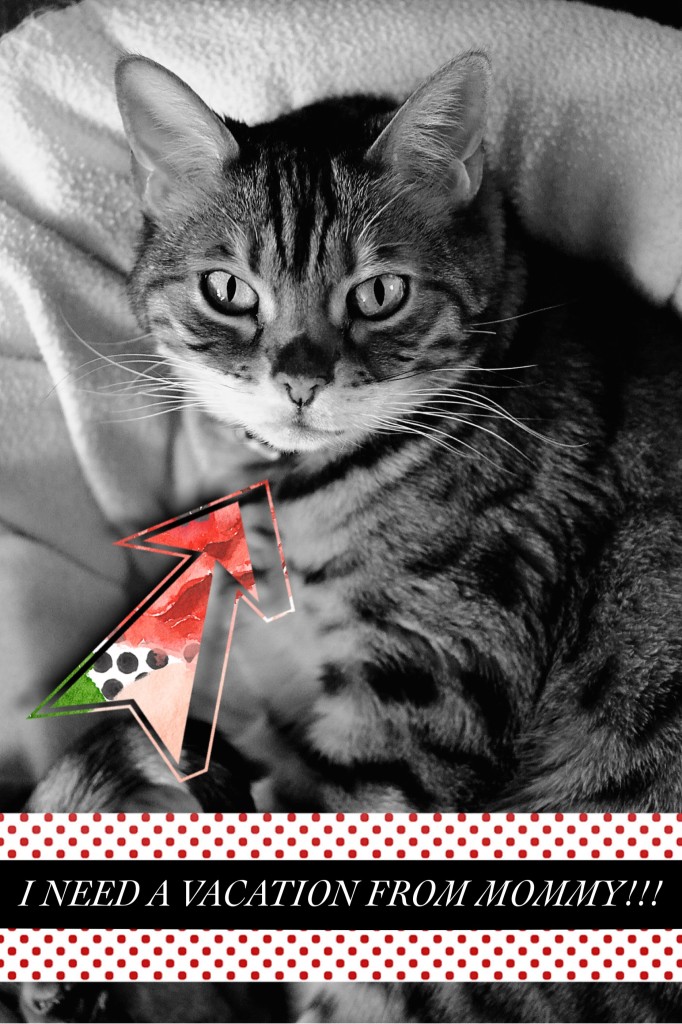 Please Pick My Mommy #LuvSoFab | Faith, Hope, Love, and Luck Survive Despite a Whiskered Accomplice