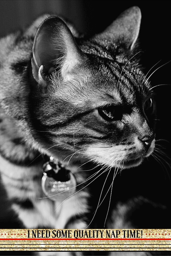 Please Pick My Mommy #LuvSoFab | Faith, Hope, Love, and Luck Survive Despite a Whiskered Accomplice