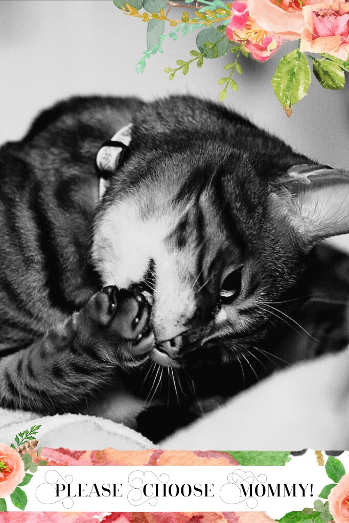 Please Pick My Mommy #LuvSoFab | Faith, Hope, Love, and Luck Survive Despite a Whiskered Accomplice
