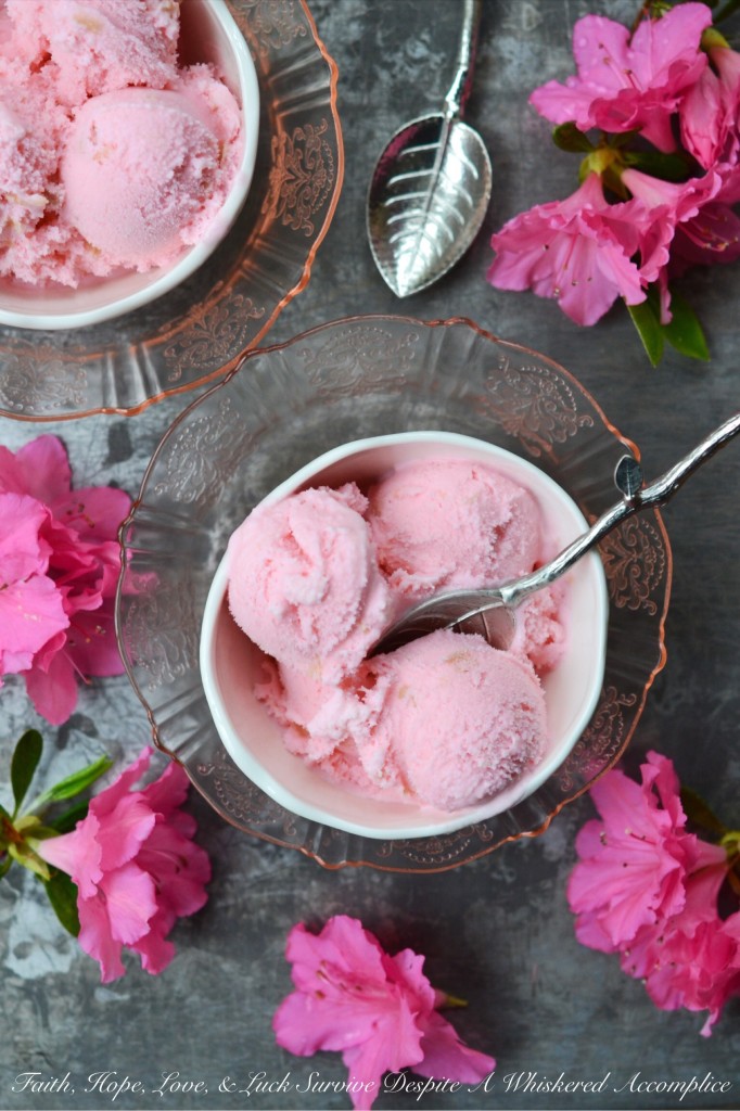 Pink Rhubarb Ice Cream | Faith, Hope, Love, & Luck Survive Despite a Whiskered Accomplice
