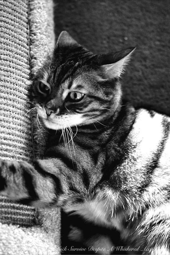 Disclaimer | Faith, Hope, Love, and Luck Survive Despite a Whiskered Accomplice