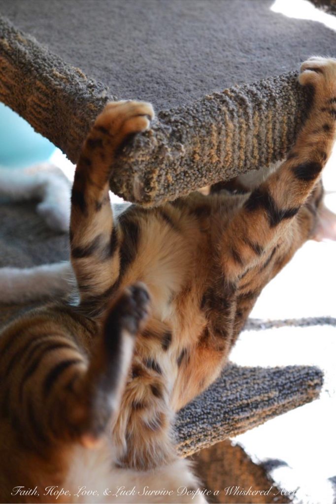 Brenna - Tummy Rub Tuesday (Week 112) | Faith, Hope, Love, and Luck Survive Despite a Whiskered Accomplice