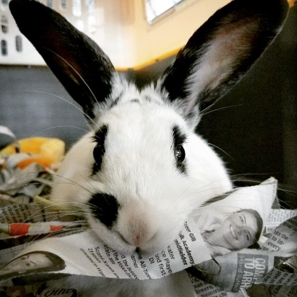 Chocolate Bunny Pledge - The Bunny Hutch