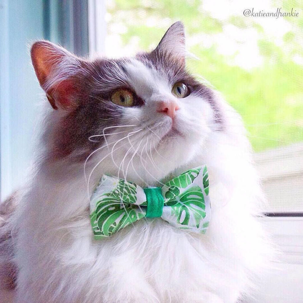Palm Trees Bow Tie Cat Collar - Made by Cleo - Etsy