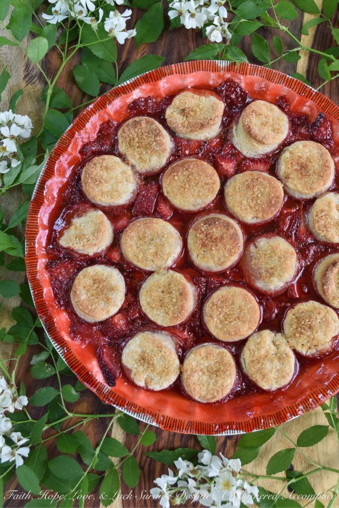 Sweet Strawberry Biscuit-Topped Pie - This sweet biscuit-topped pie is for those times when you're craving a dessert with a little extra oomph, not just any ordinary strawberry pie. Made with fresh strawberries and covered in small sugar-coated buttery biscuits, this strawberry pie is practically bubbling over with oomph.