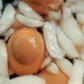 How To Hard-Boil Eggs - Faith, Hope, Love, & Luck Survive Despite a Whiskered Accomplice
